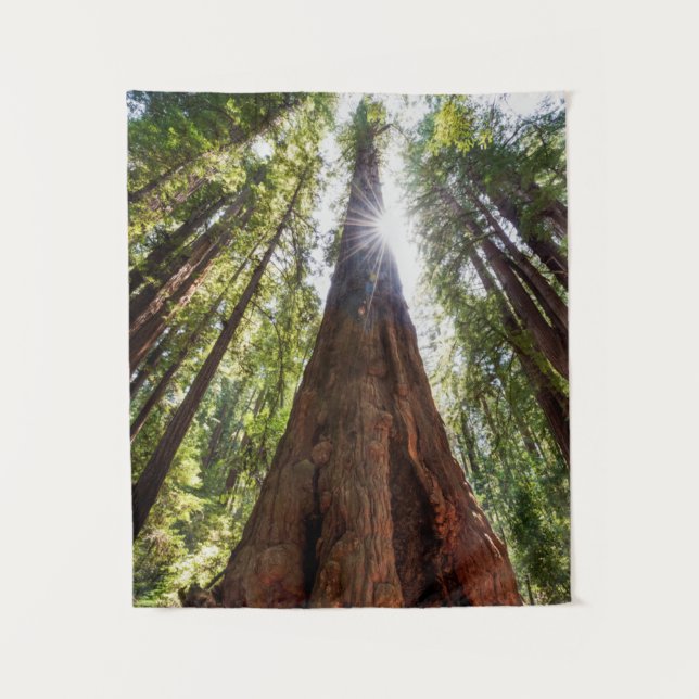 Towering Redwoods Tapestry (Front)