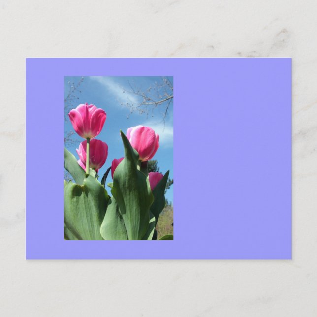 Towering Tulips Postcard (Front)