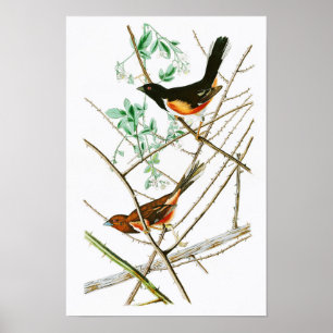 Towhe Bunting John James Audubon Birds of America Poster