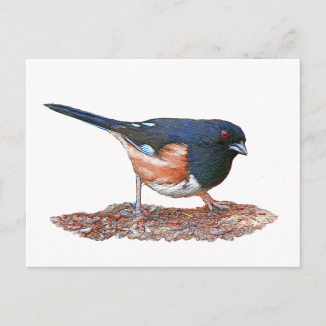Towhee Postcard (Front)