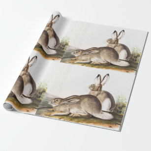 Townsend's Rocky Mountain Hare (Lepus Townsendii) Wrapping Paper
