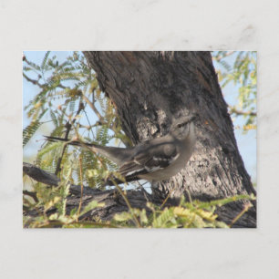 Townsend's Solitaire Postcard