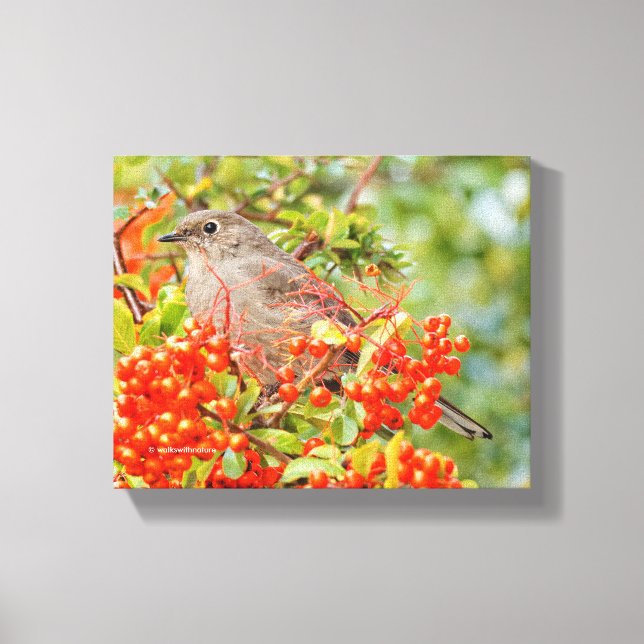 Townsend's Solitaire Songbird on Scarlet Firethorn Canvas Print (Front)