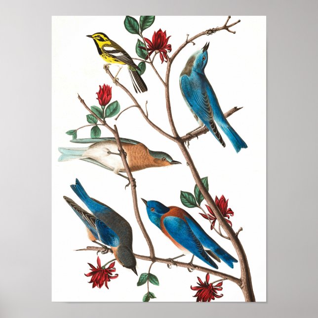 Townsends Warbler by John James Audubon Poster (Front)