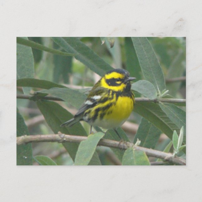 Townsend's Warbler postcard (Front)