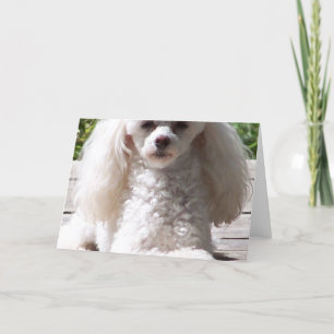 Toy Poodle Greeting Cards