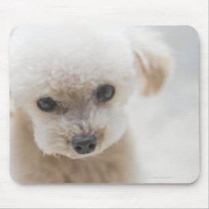 toy poodle mouse pad