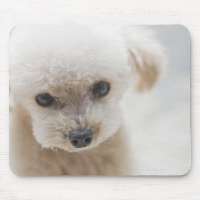 toy poodle mouse pad (Front)