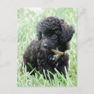Toy Poodle Puppy Postcard