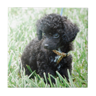 Toy Poodle Puppy Tile