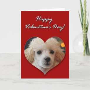 Toy Poodle puppy Valentines Day Card
