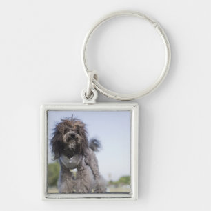 toy poodle wearing t-shirt keychain