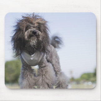 toy poodle wearing t-shirt mouse pad