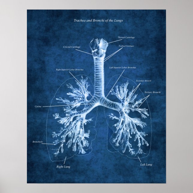 Trachea and Bronchi of Lungs Anatomy Art Decor (Front)