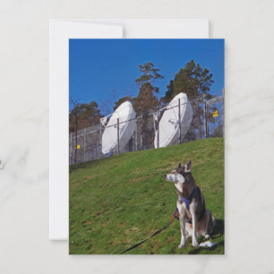 Tracker dog card