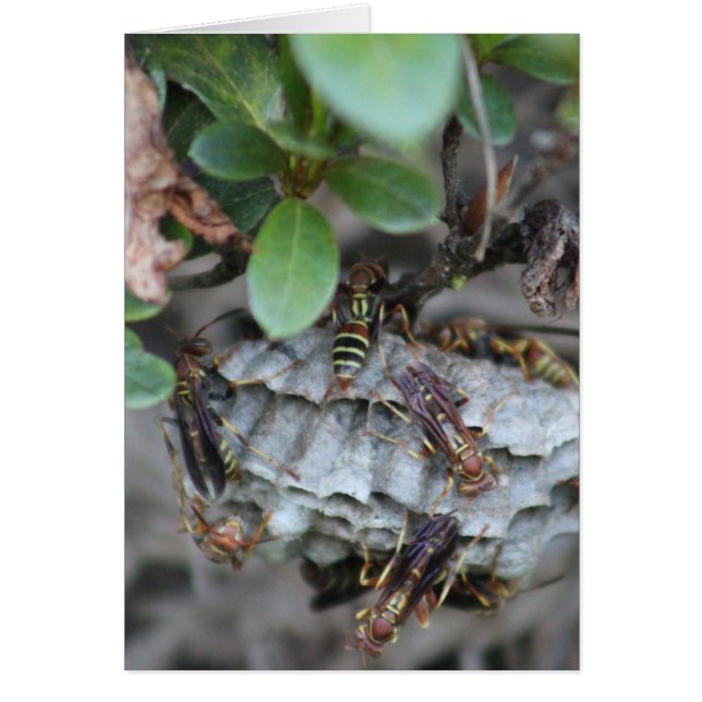 Tracker Jackers (Devant)