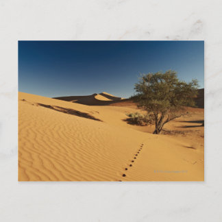 tracks in desert landscape of Namib at Postcard