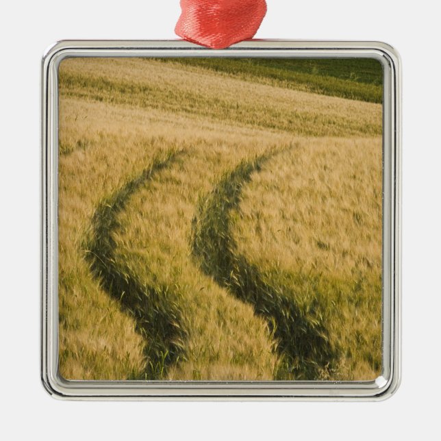 Tractors tracks through wheat, Tuscany, Italy Metal Ornament (Front)