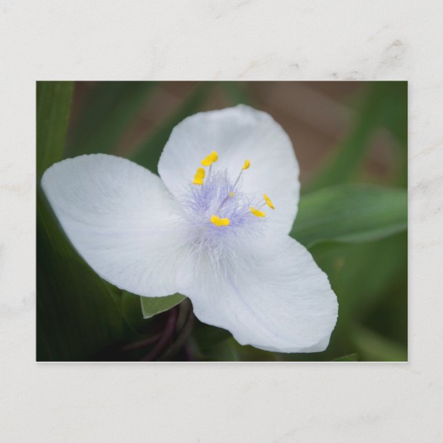 Tradescantia Andersoniana  'Osprey' Flower Postcard (Front)