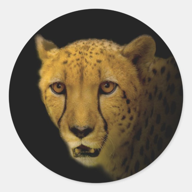Trading Glances with a Magnificent Cheetah Classic Round Sticker (Front)
