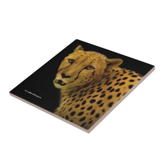 Trading Glances with a Magnificent Cheetah Tile (Side)