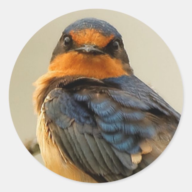 Trading Stares with a Barn Swallow Classic Round Sticker (Front)