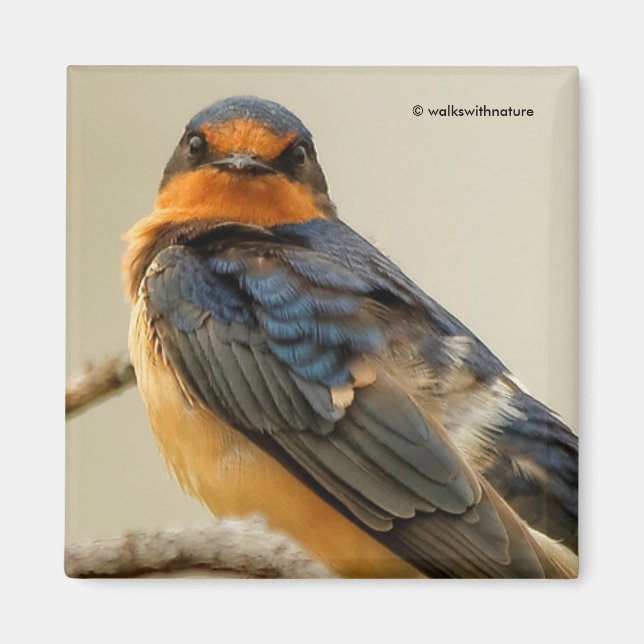 Trading Stares with a Barn Swallow Magnet (Front)