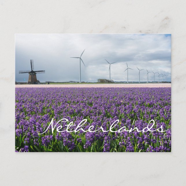 Traditional and modern windmill, Netherlands Postcard (Front)