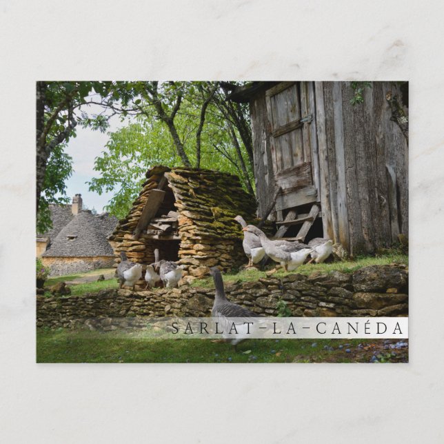 Traditional foie gras goose farm bar postcard (Front)