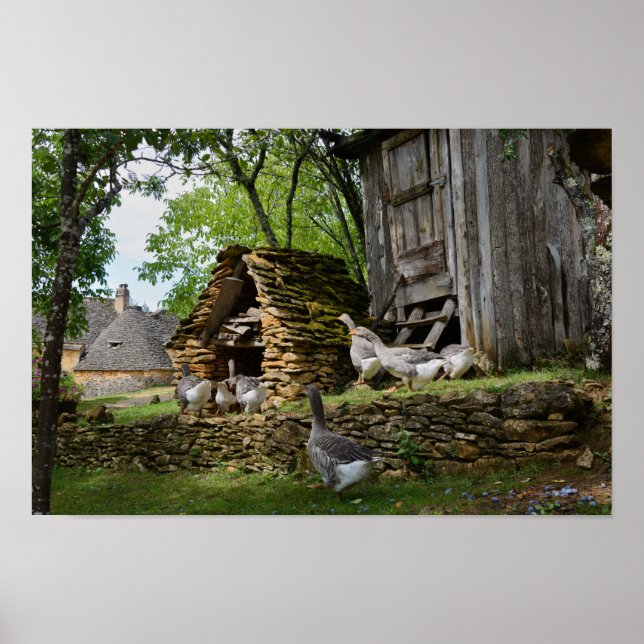 Traditional foie gras goose farm poster (Front)