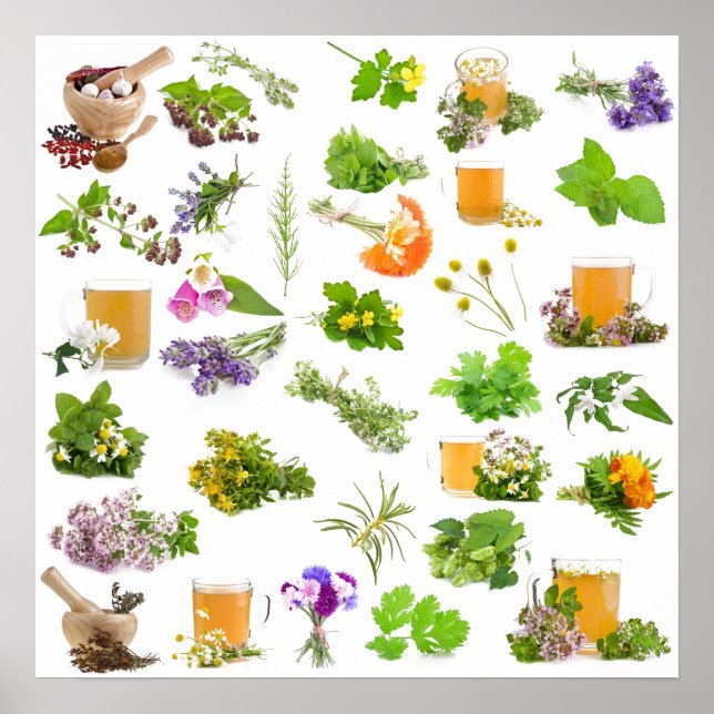 Traditional herbal medicine plant list for healing poster (Front)