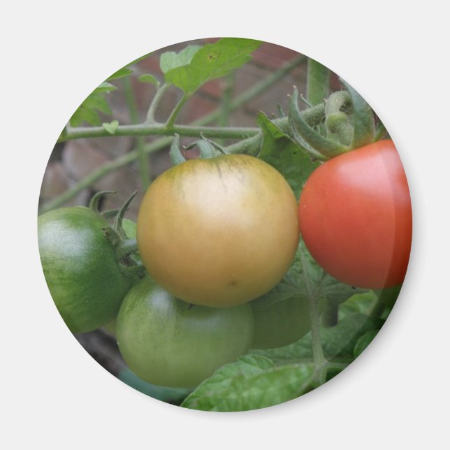 Traffic Light Tomatoes Magnet (Front)