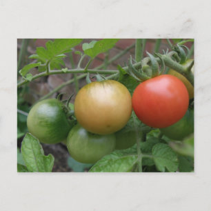 Traffic Light Tomatoes Postcard