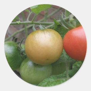 Traffic Light Tomatoes Stickers