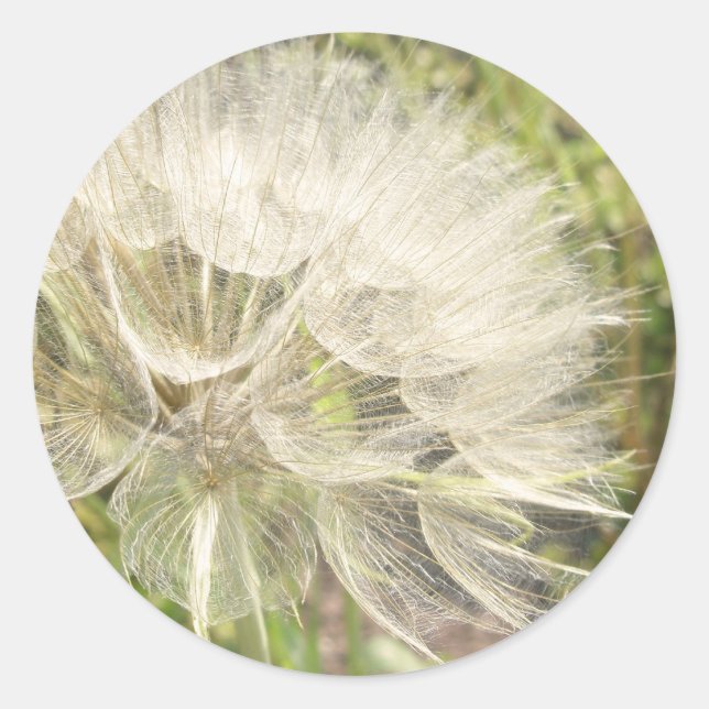 Tragopogon dubius - Yellow Goats Beard Classic Round Sticker (Front)