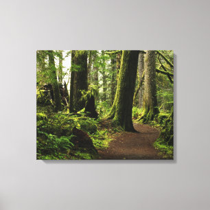 Trail Amongst Giants Canvas Print