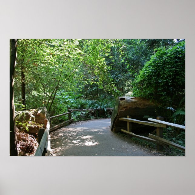 "Trail Break", Muir Woods Poster (Front)