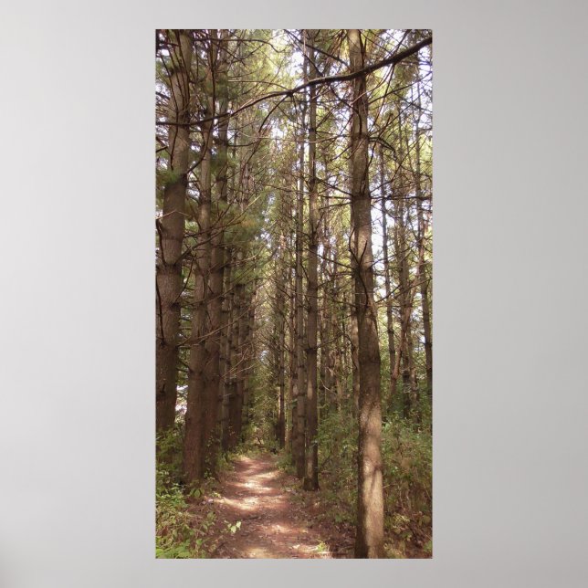 Trail in a Pine Tree Forest Photo Poster (Front)