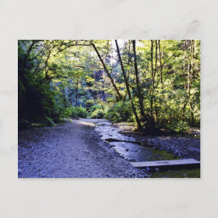 Trail Into Fern Canyon, Prairie Creek - Redwoods S Postcard