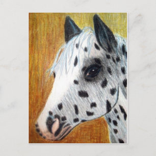"Trail Ride" Appalloosa Horse Postcard