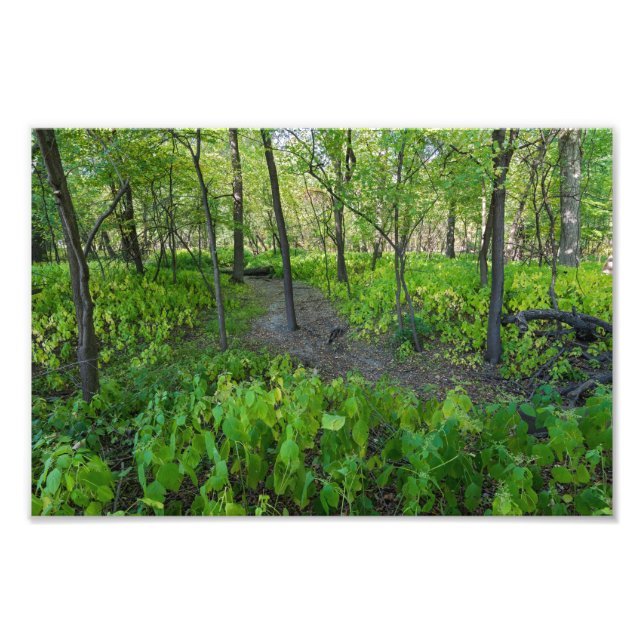 trail through fort snelling state park forest photo print (Front)