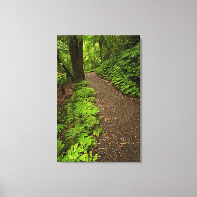 Trail Through the Forest Canvas Print (Front)