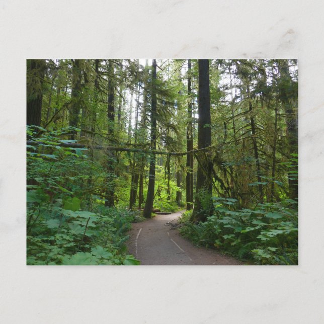 Trail to Marymere Falls I Postcard (Front)