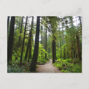 Trail to Marymere Falls II Postcard