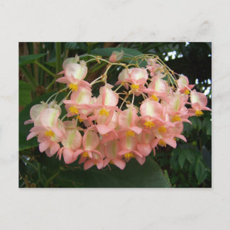Trailing Begonia Postcard