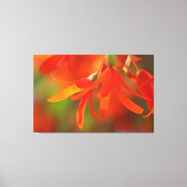 Trailing Orange Begonia Canvas Print (Front)