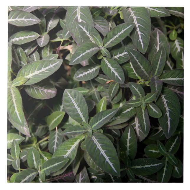 Trailing Velvet Plant Tile (Front)