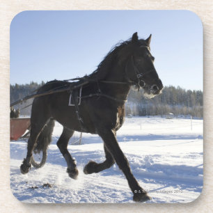 Training of horses in a wintry landscape, coaster