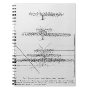 Training young fruit trees, from 'The Fruit Grower Notebook