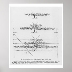 Training young fruit trees, from 'The Fruit Grower Poster